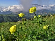 01 Trollius europaeus (Botton d'oro) con vista ma per poco in Alben